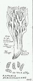 Ramaria acrisiccescens image