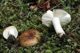 Russula placita image