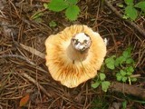 Russula cessans image
