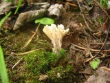 Tremellodendron pallidum image