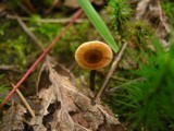 Coltricia cinnamomea image