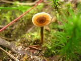 Coltricia cinnamomea image
