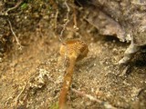 Coltricia cinnamomea image
