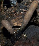 Xylaria longipes image