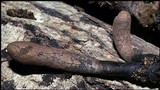 Xylaria longipes image
