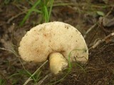 Gyroporus cyanescens image