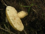 Gyroporus cyanescens image