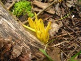 Clavulinopsis fusiformis image