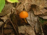 Entoloma quadratum image