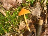 Entoloma quadratum image