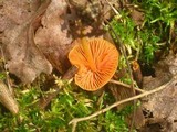 Entoloma quadratum image