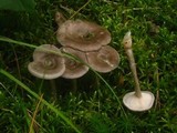 Cantharellula umbonata image