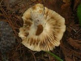 Russula aeruginea image