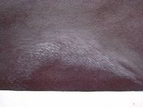Favolus tenuiculus image