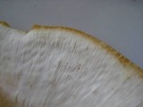 Favolus tenuiculus image