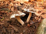 Inocybe grammata image