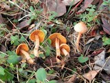Inocybe cinnamomea image