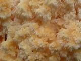 Hericium abietis image