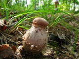 Laccaria ochropurpurea image