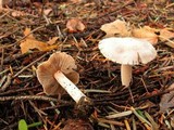 Inocybe grammata image