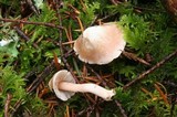 Inocybe grammata image