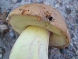 Boletus huronensis image
