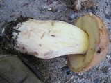 Boletus huronensis image