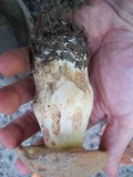 Boletus huronensis image