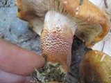 Tricholoma aurantium image