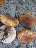Tricholoma aurantium image