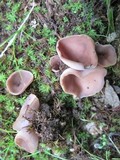 Peziza griseorosea image