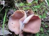 Peziza griseorosea image