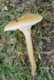 Hygrocybe laeta var. laeta image