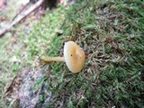 Hygrocybe laeta var. laeta image