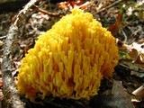 Ramaria rasilispora image