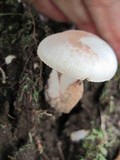 Amanita pseudovolvata image