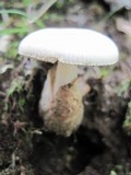 Amanita pseudovolvata image