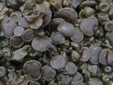Collema polycarpon image