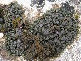 Collema polycarpon image