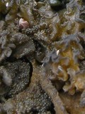 Collema auriforme image