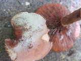 Lactarius camphoratus image