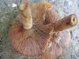 Lactarius camphoratus image