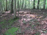 Ramaria rasilispora image