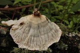 Cymatoderma caperatum image