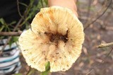 Cymatoderma caperatum image