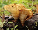 Cymatoderma caperatum image