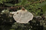 Cymatoderma caperatum image
