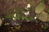 Cotylidia diaphana image