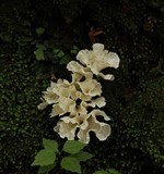 Cotylidia diaphana image