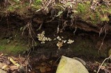 Cotylidia diaphana image